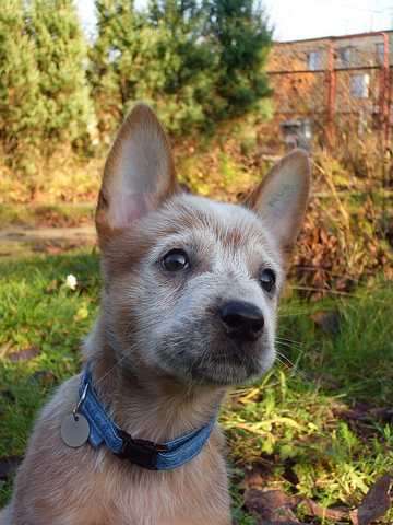 Australian Cattle Dog Welpen